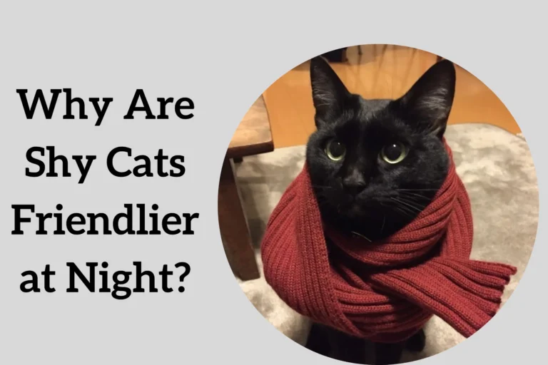 Why Are Shy Cats Friendlier at Night?